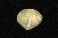 藏品(普通文蛤)的圖片